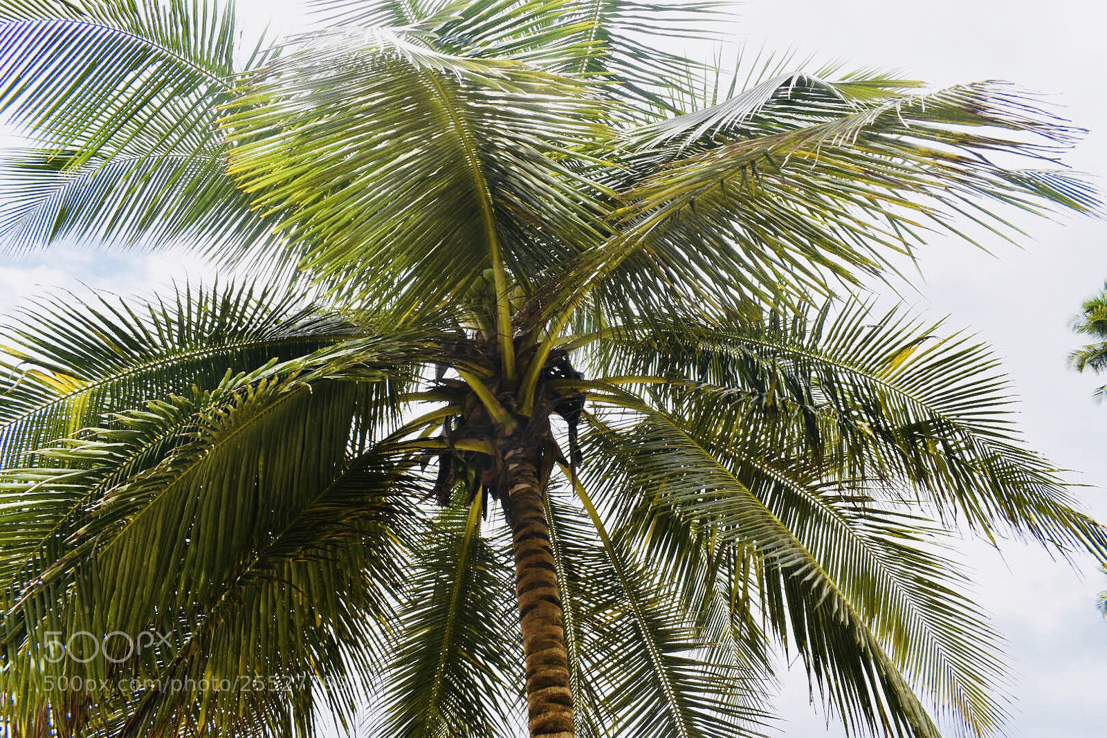 Nikon D5600 sample photo. Coconut tree photography