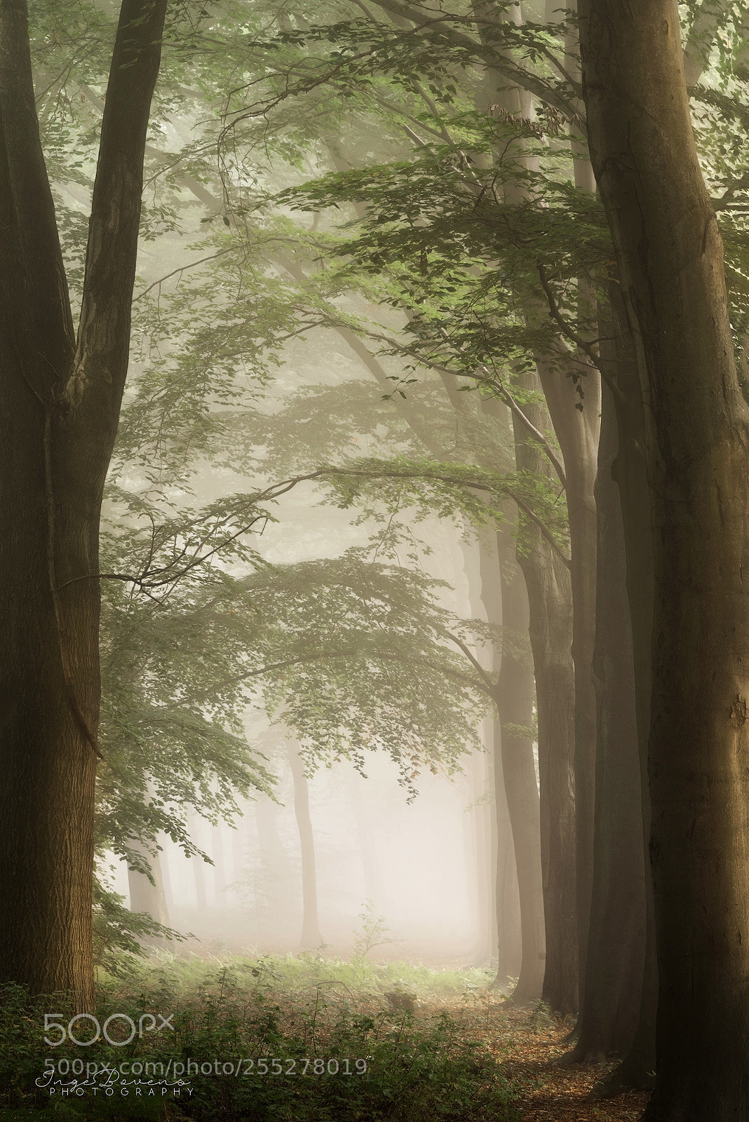 Nikon D750 sample photo. Foliage and fog. photography