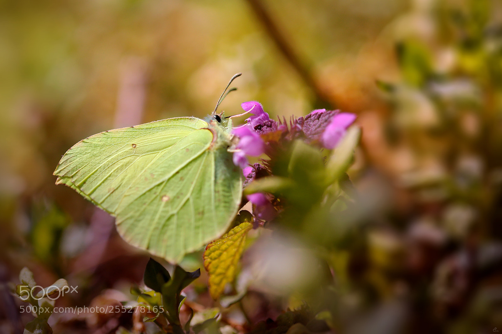 Canon EOS 5D Mark IV sample photo. Zitronenfalter... photography