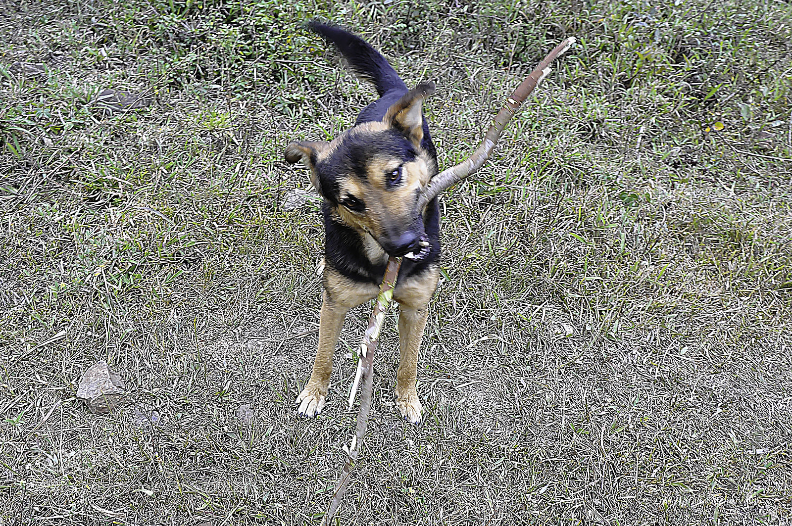 Nikon D90 sample photo. Field mascot photography