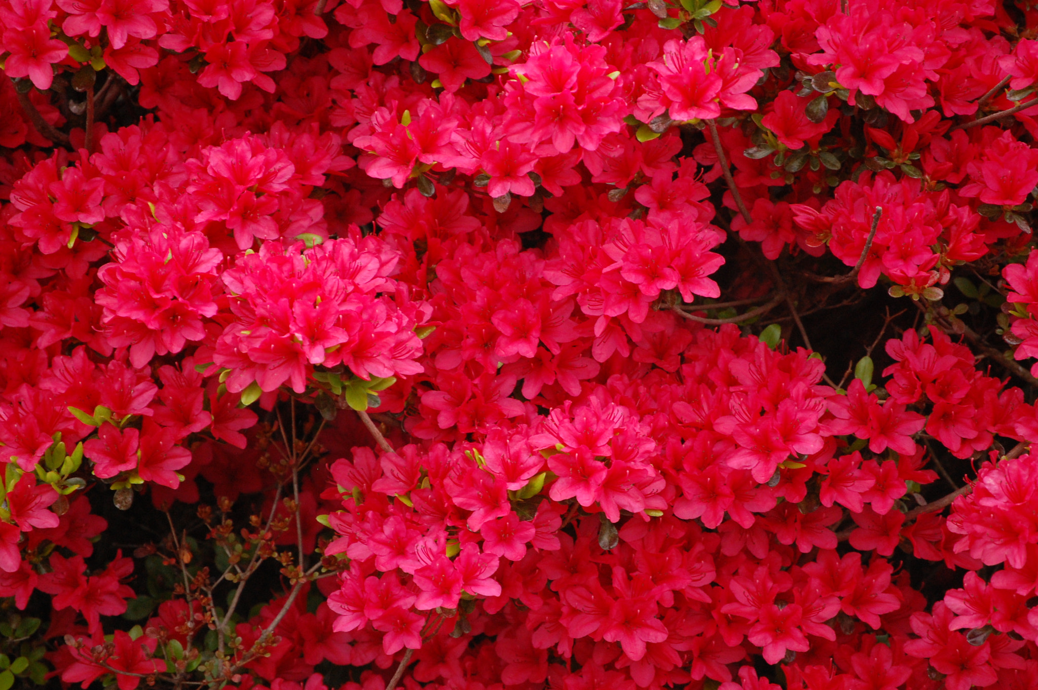 Nikon D40 sample photo