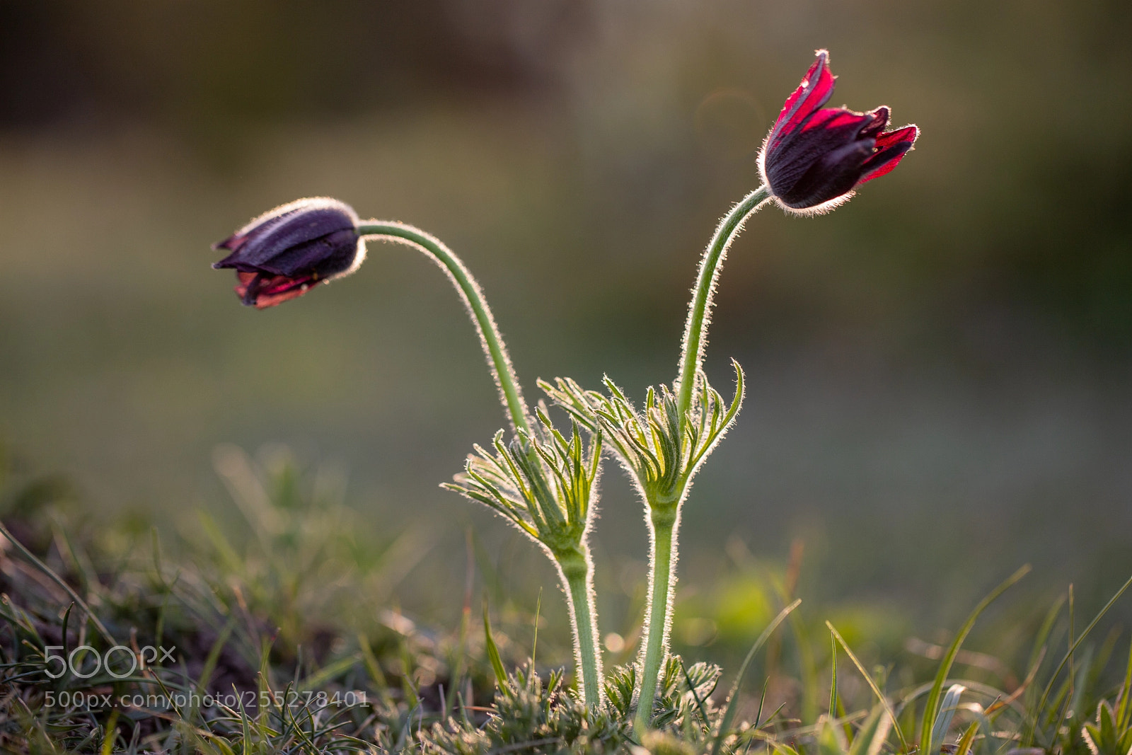 Canon EOS 6D Mark II sample photo. Anémone pulsatille photography