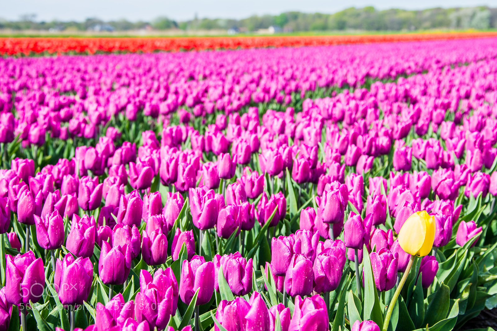 Nikon D7200 sample photo. Blooming tulips photography