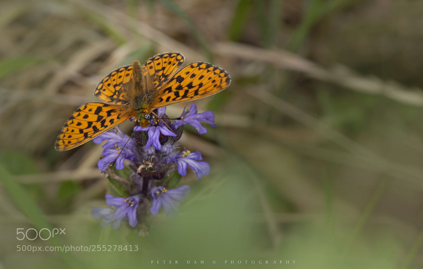 Canon EOS 6D sample photo. The pearl-bordered fritillary photography