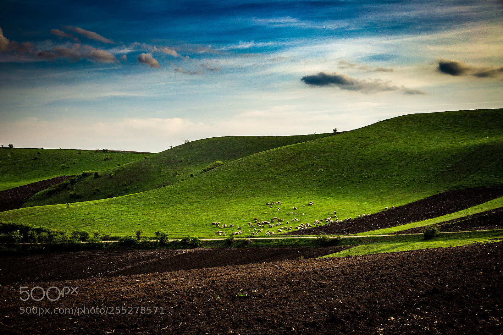 Canon EOS 6D sample photo. Pasturing photography