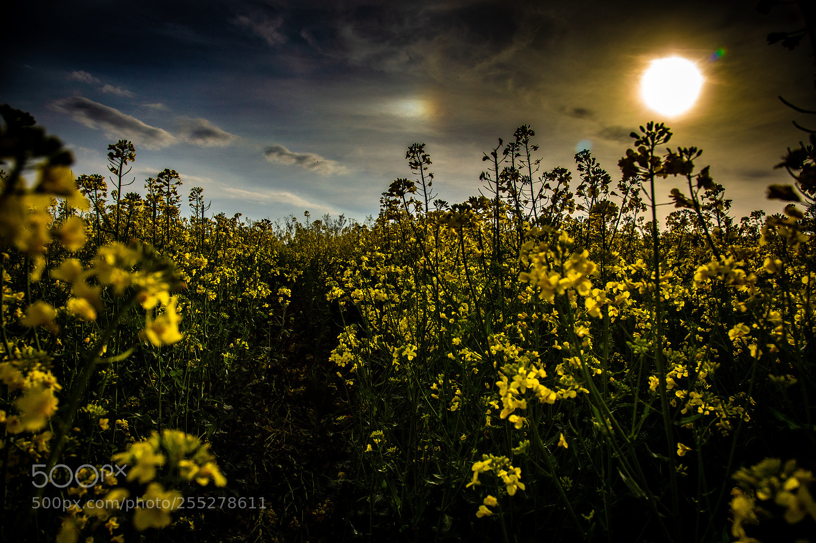 Canon EOS 6D sample photo. Undergrowth photography