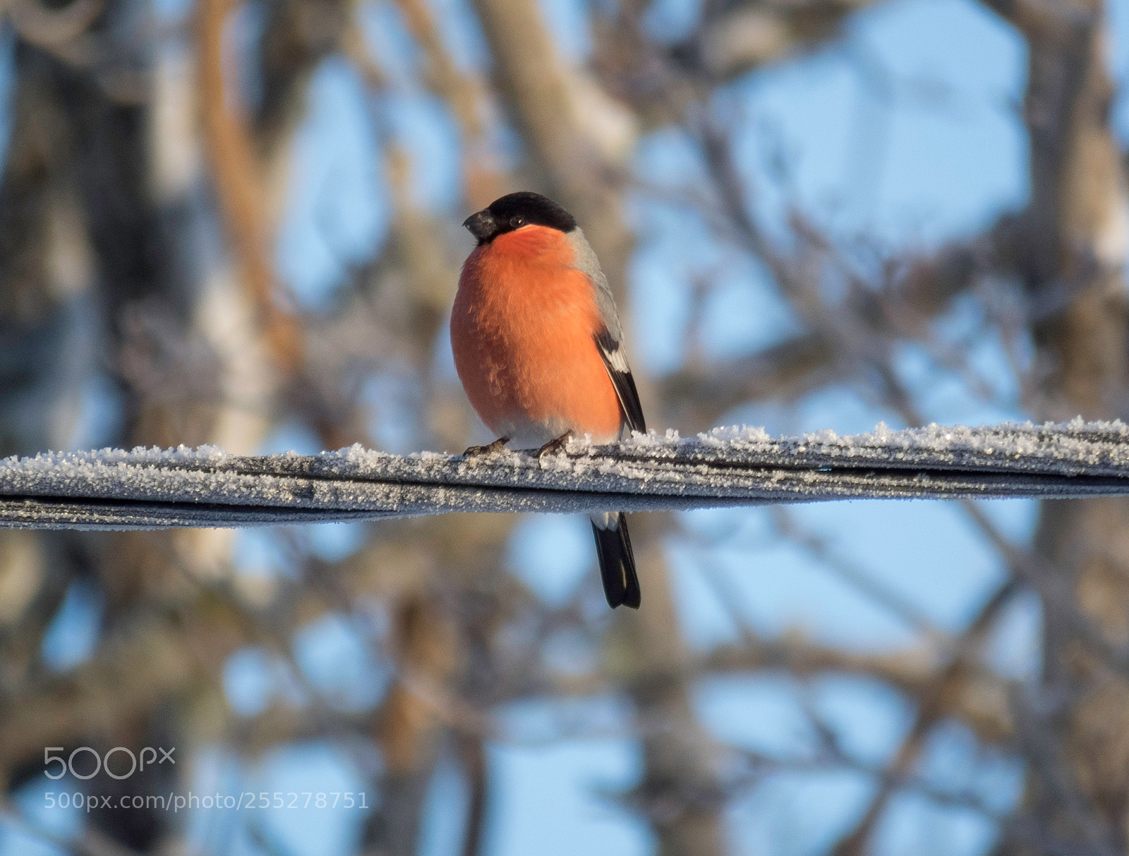 Canon PowerShot SX60 HS sample photo. Bullfinch domherre o photography