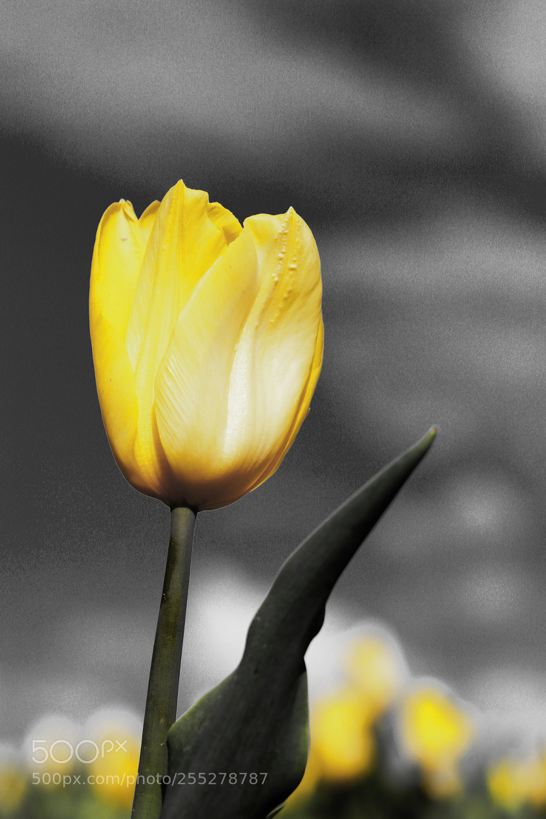 Canon EOS 6D sample photo. Yellow photography