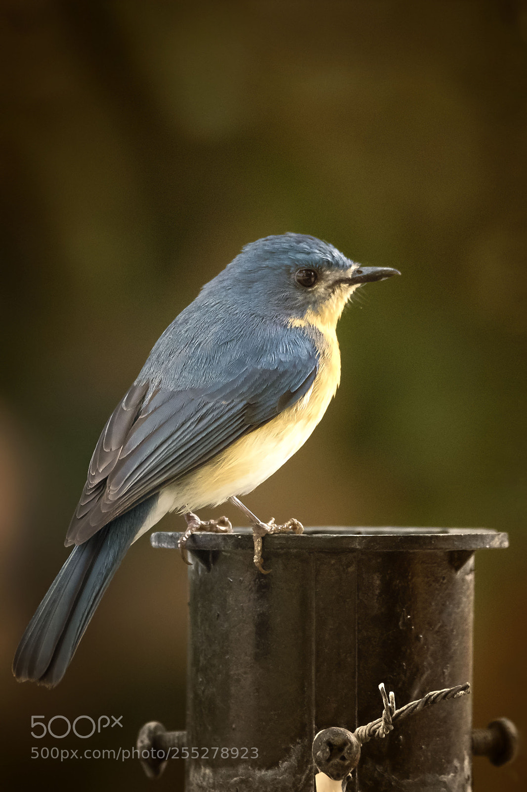 Nikon D810 sample photo. Tickell's blue flycatcher photography