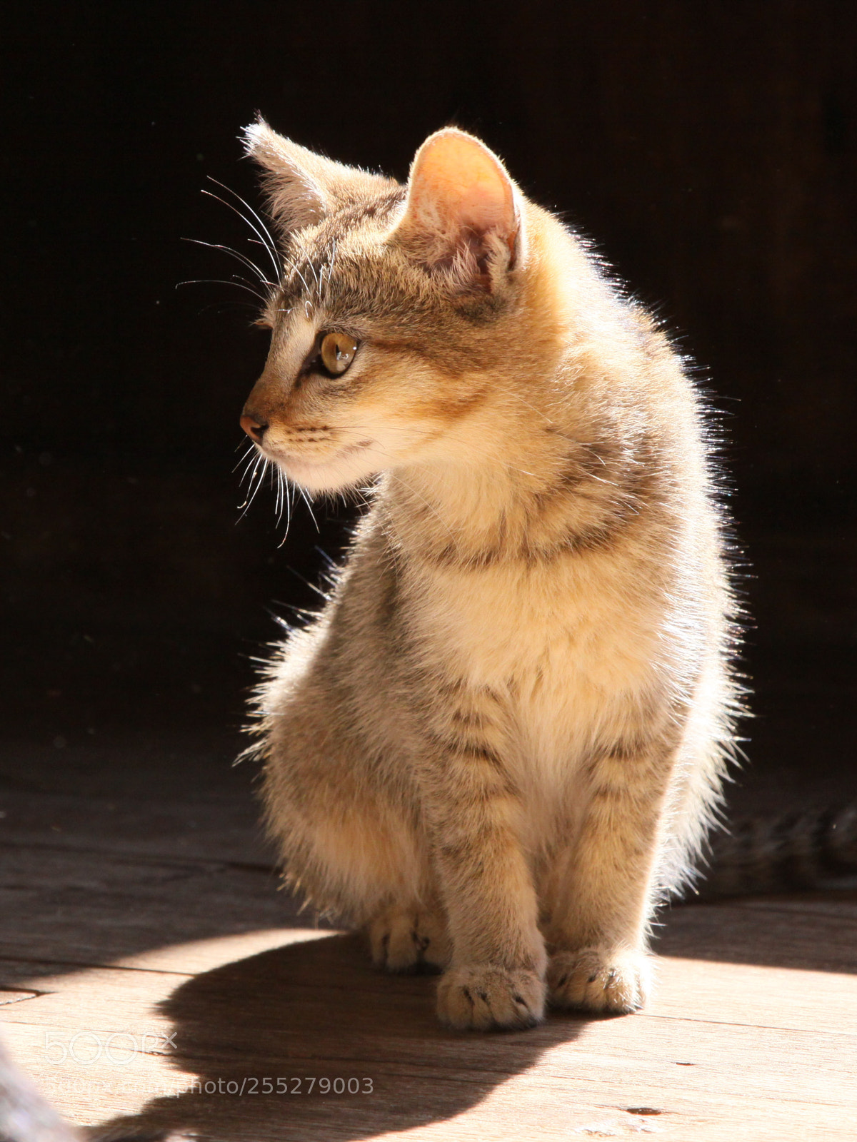 Canon EOS 50D sample photo. Img photography