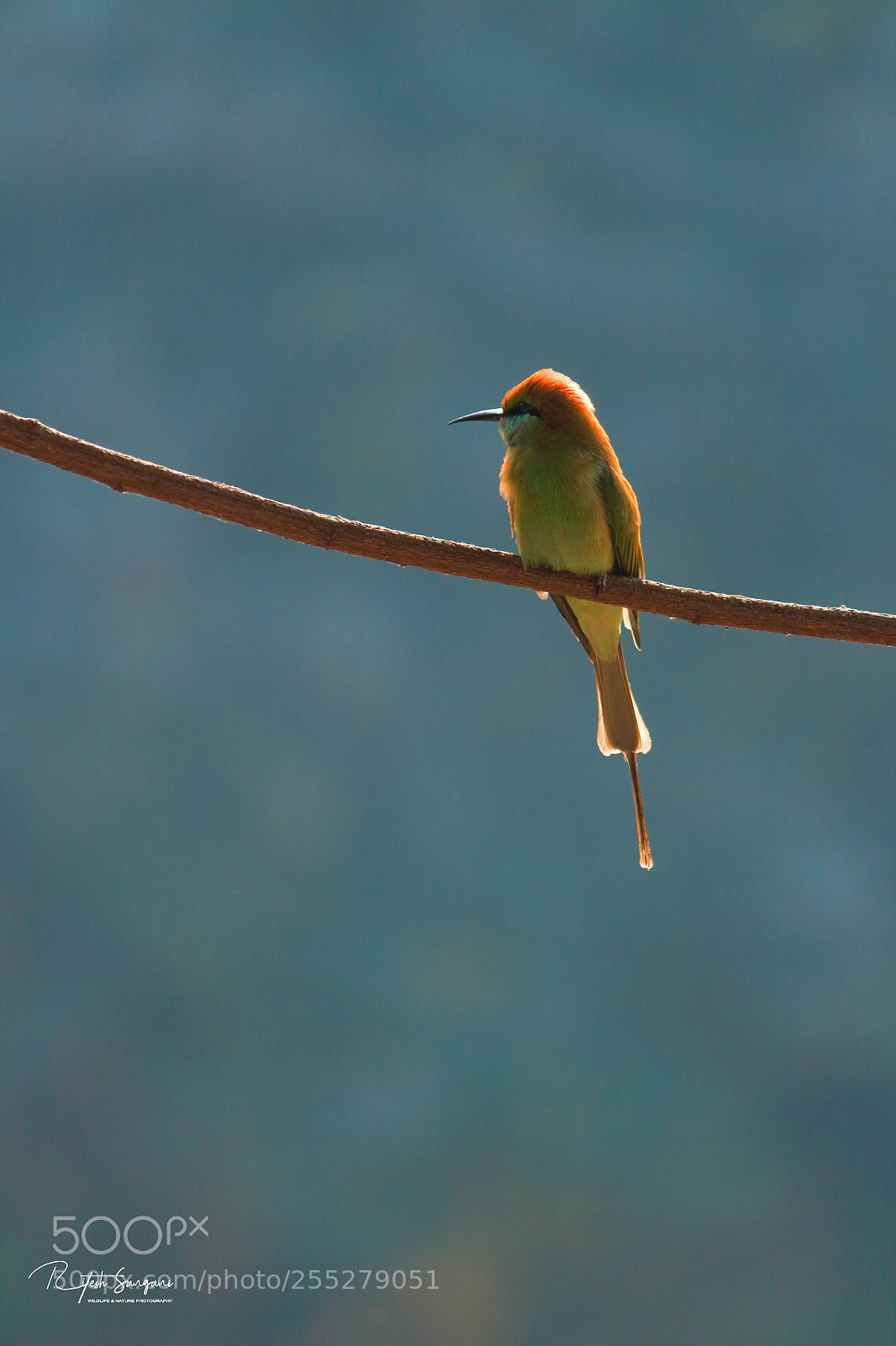 Canon EOS 700D (EOS Rebel T5i / EOS Kiss X7i) sample photo. Green-bee eater.....! photography