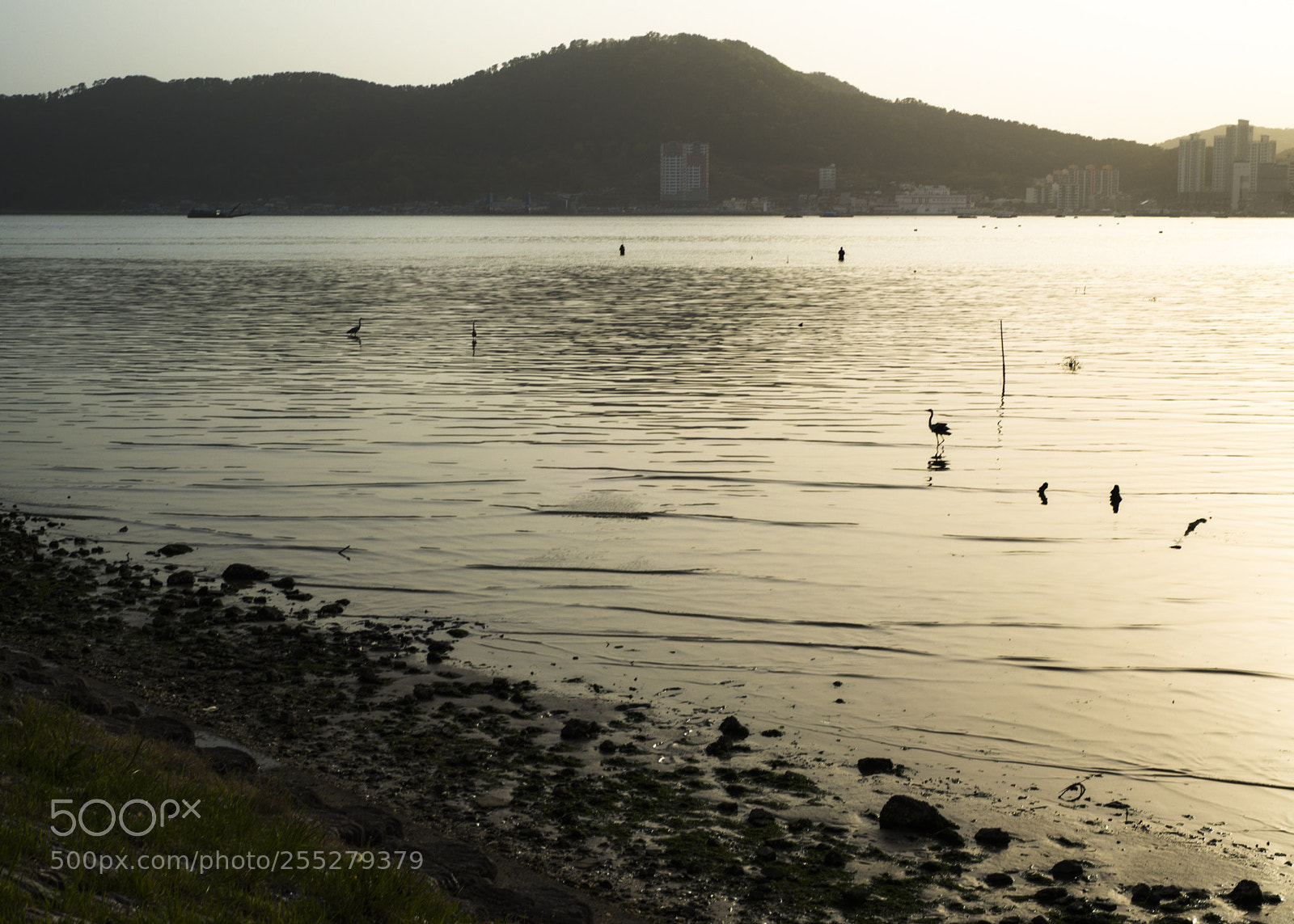 Nikon D810 sample photo. In a sea  no.11 photography