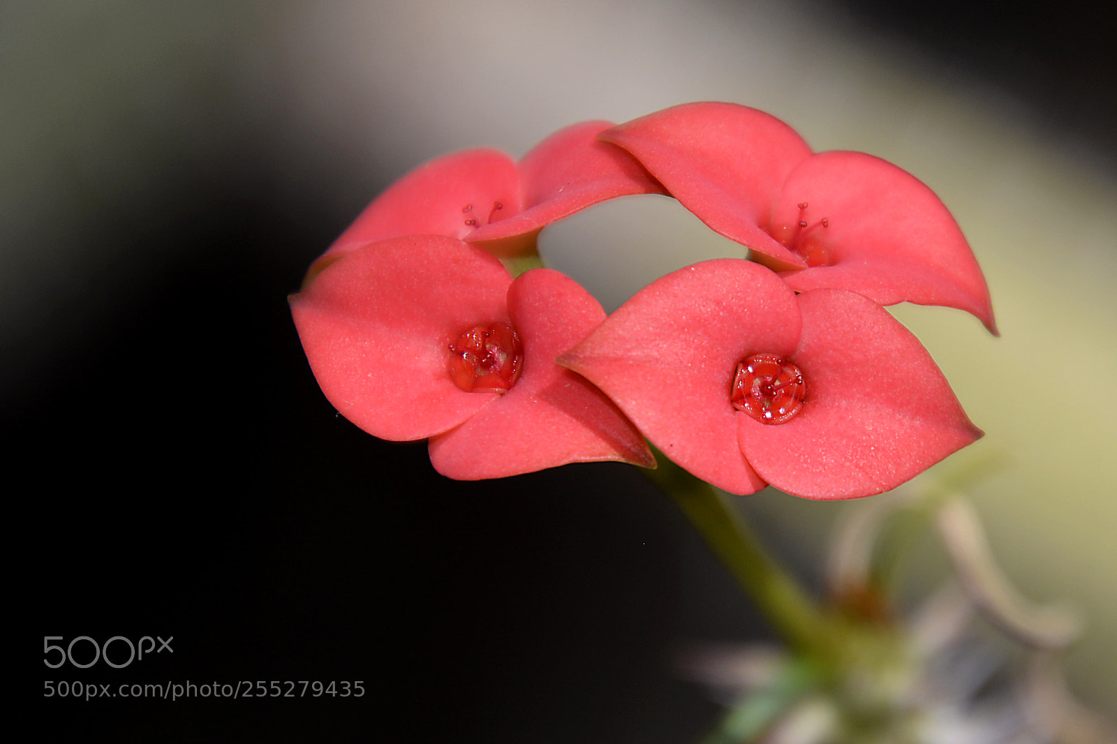 Nikon D5200 sample photo. Cuatro photography
