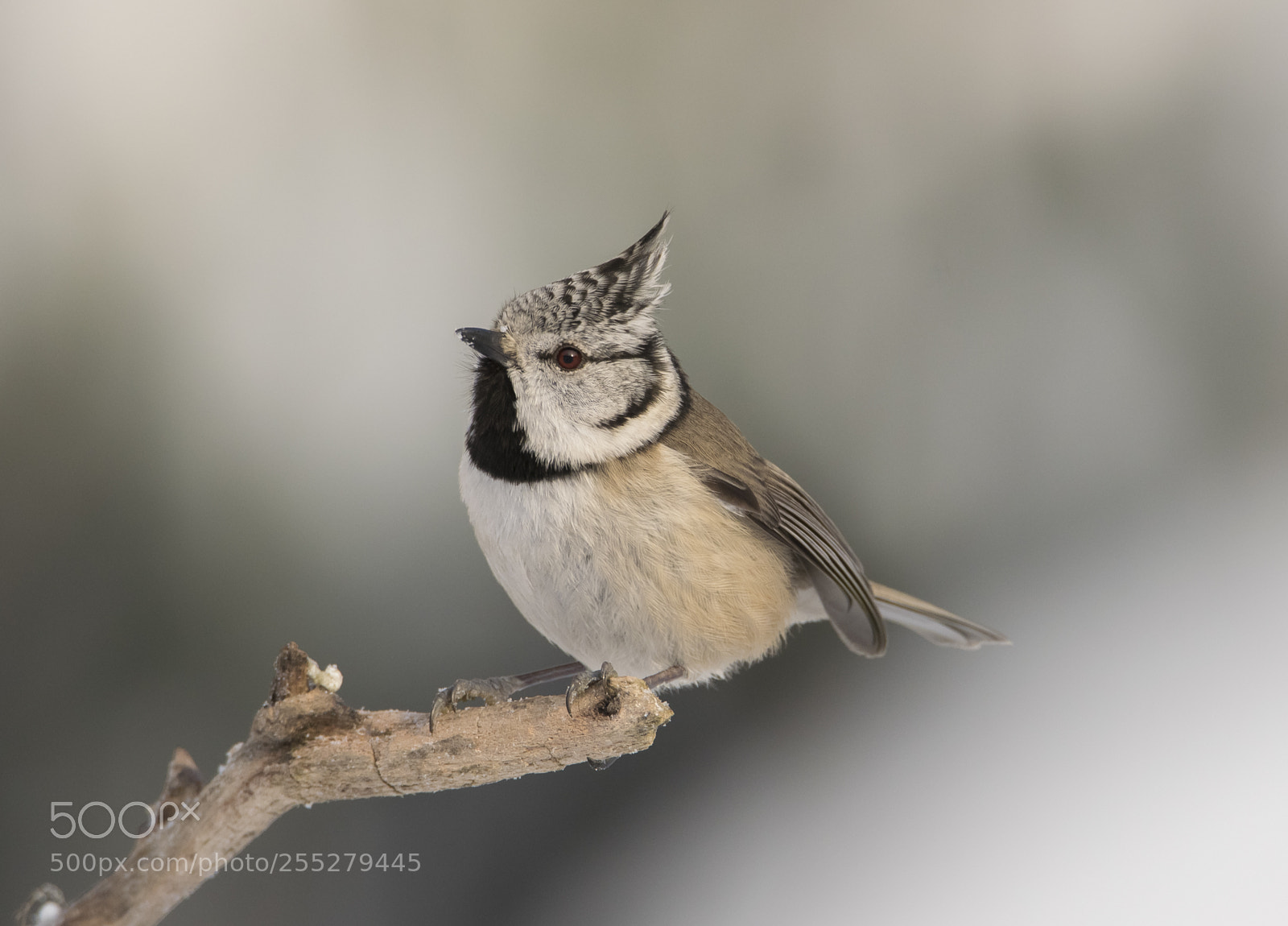 Nikon D5300 sample photo. Crested tit tofsmes o photography