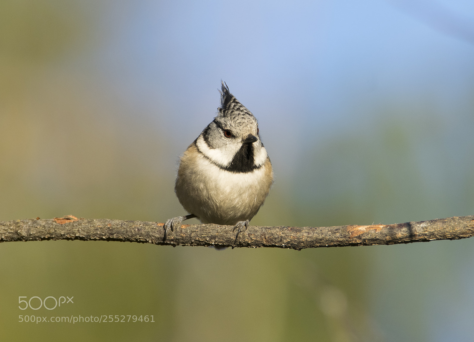 Nikon D5300 sample photo. Crested tit tofsmes o photography