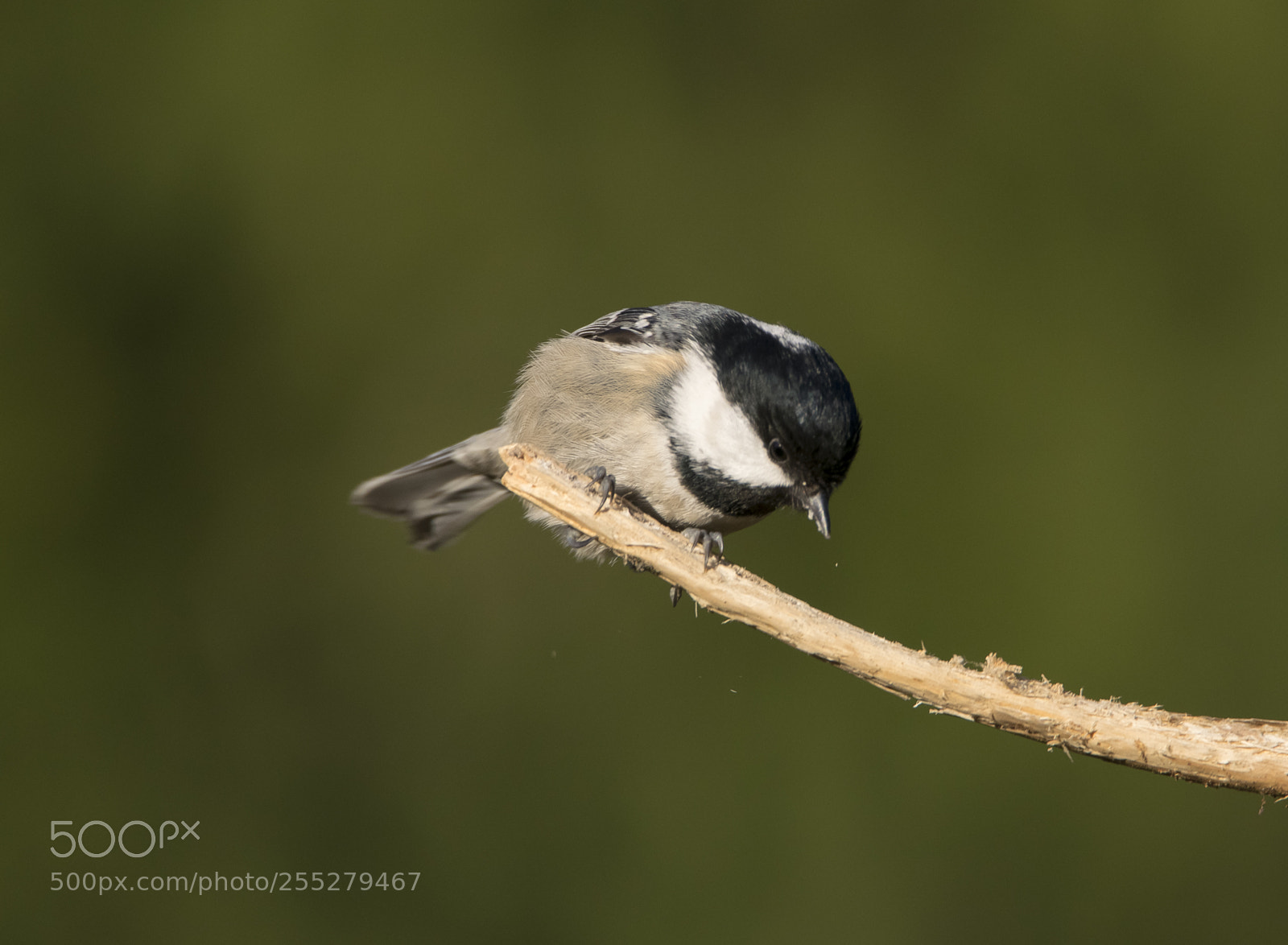Nikon D5300 sample photo. Entita marsh tit o photography