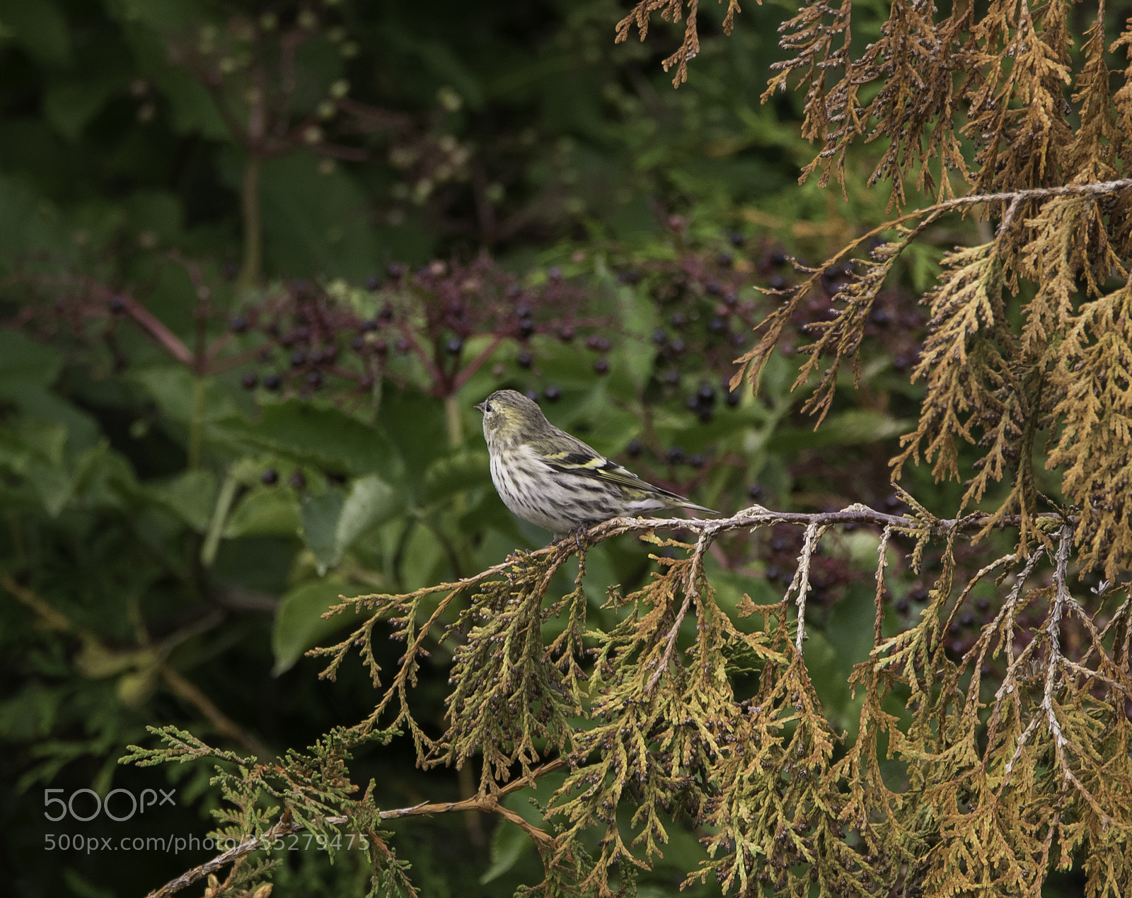 Nikon D5300 sample photo. Eurasian siskin grnsiska o photography