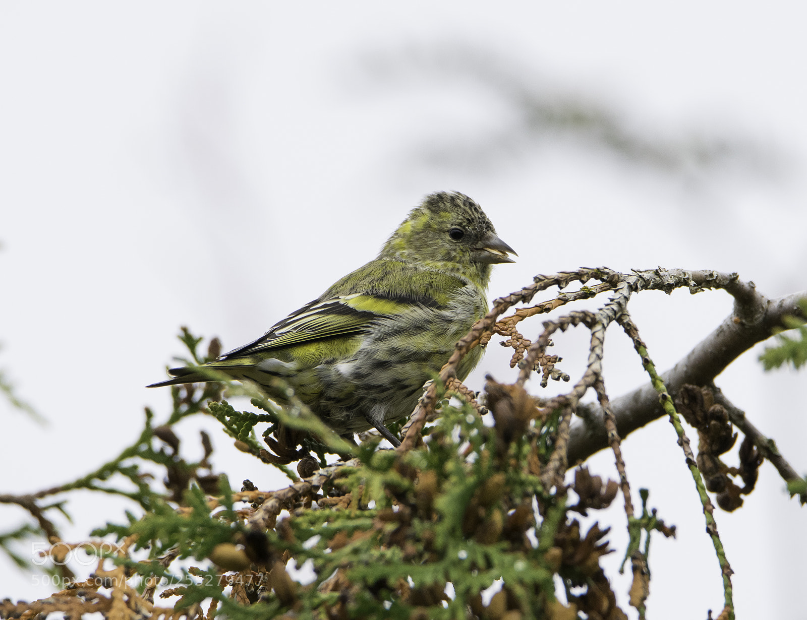 Nikon D5300 sample photo. Eurasian siskin grnsiska o photography