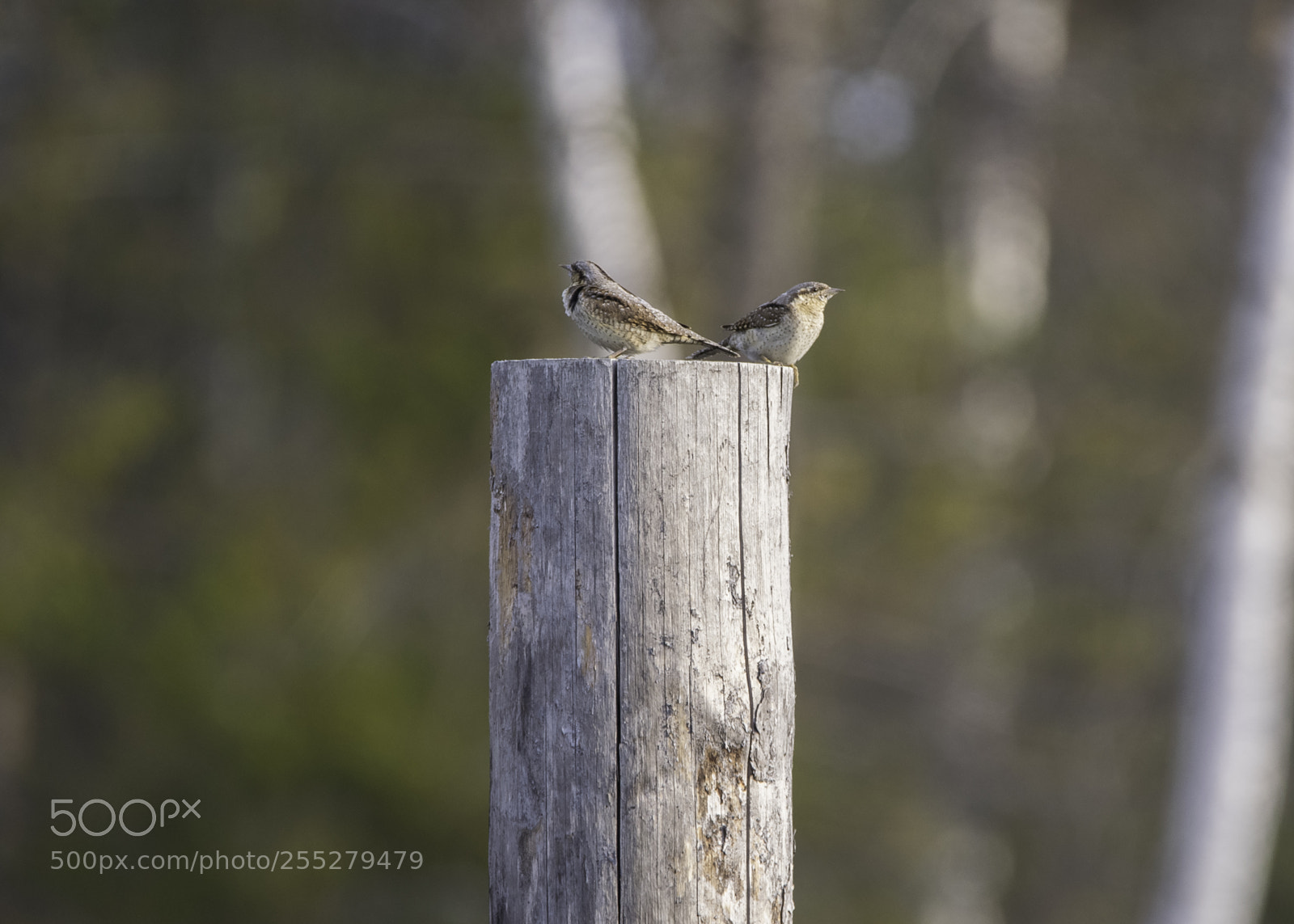 Nikon D5300 sample photo. Euarsian wryneck gktyta o photography