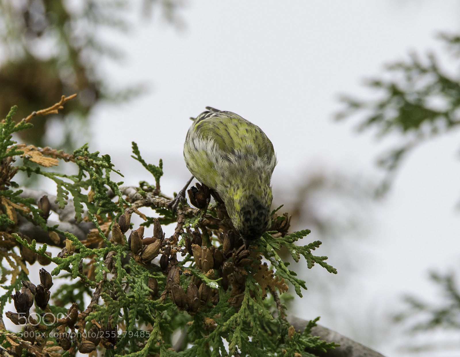 Nikon D5300 sample photo. Eurasian siskin grnsiska o photography