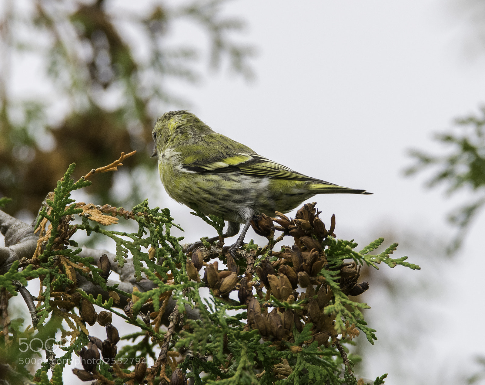 Nikon D5300 sample photo. Eurasian siskin grnsiska o photography