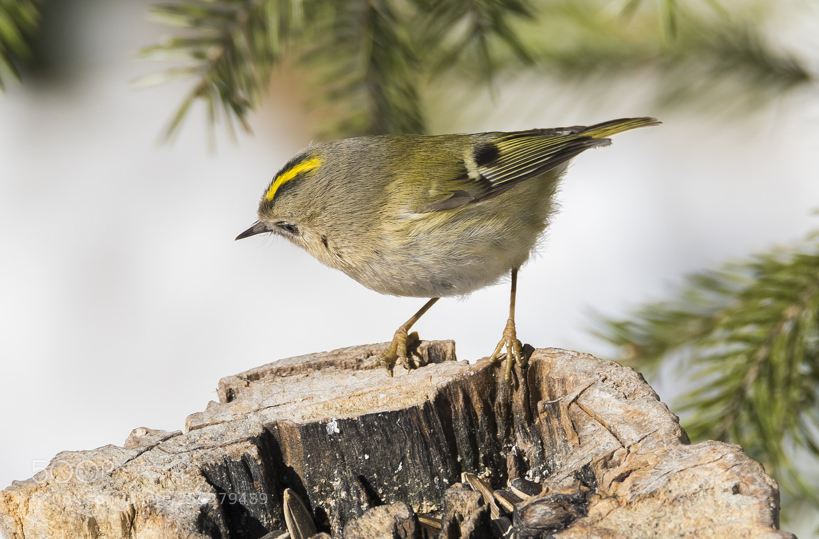 Nikon D5300 sample photo. Goldcrest kungsfgel o photography