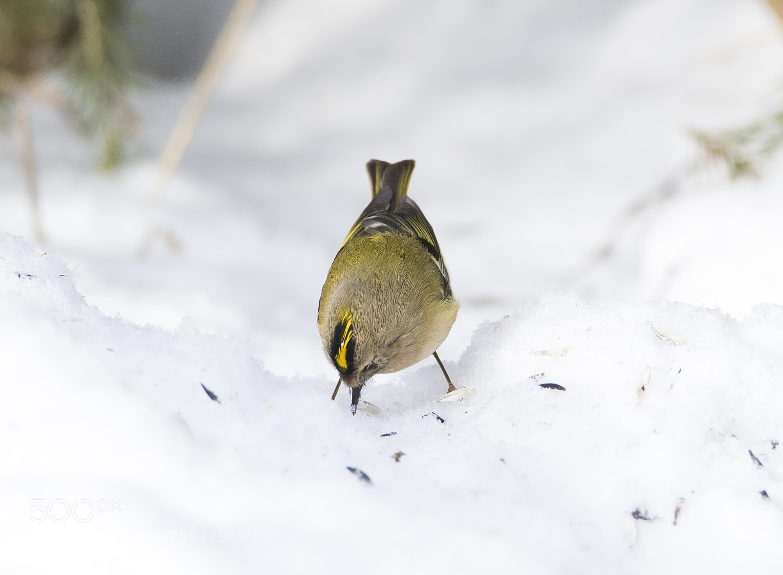 Nikon D5300 sample photo. Goldcrest kungsfgel o photography