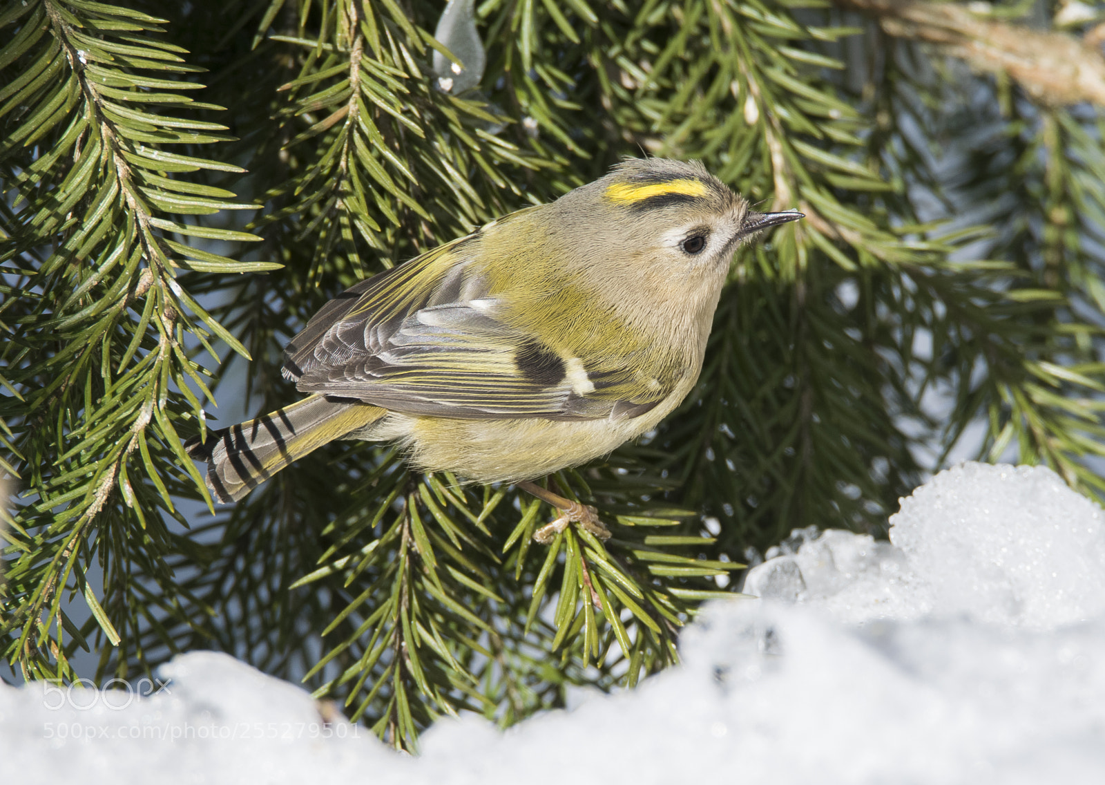 Nikon D5300 sample photo. Goldcrest kungsfgel o photography