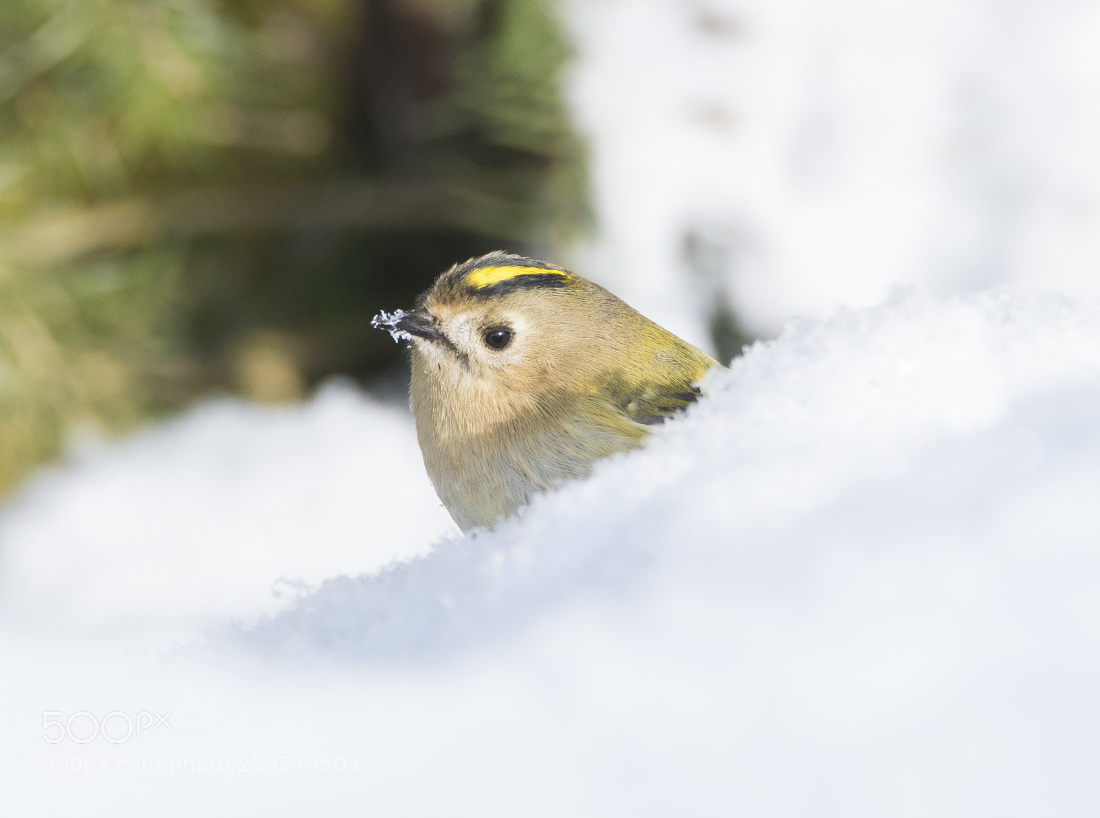 Nikon D5300 sample photo. Goldcrest kungsfgel o photography
