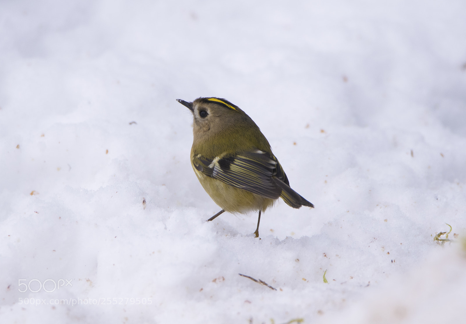 Nikon D5300 sample photo. Goldcrest kungsfgel o photography