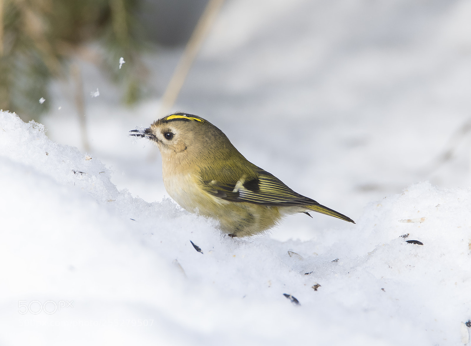 Nikon D5300 sample photo. Goldcrest kungsfgel o photography