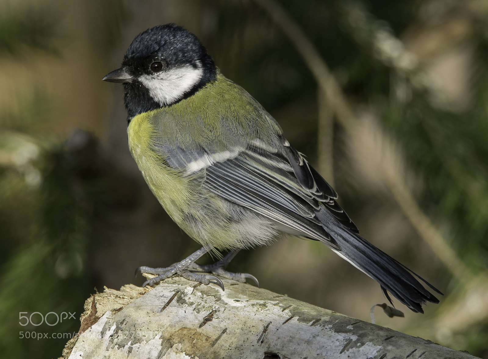Nikon D5300 sample photo. Great tit talgoxe o photography