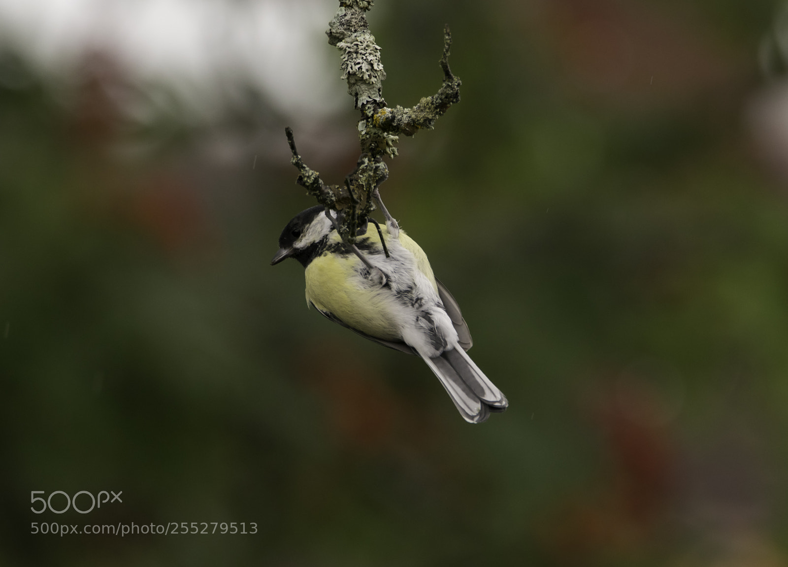 Nikon D5300 sample photo. Great tit talgoxe o photography