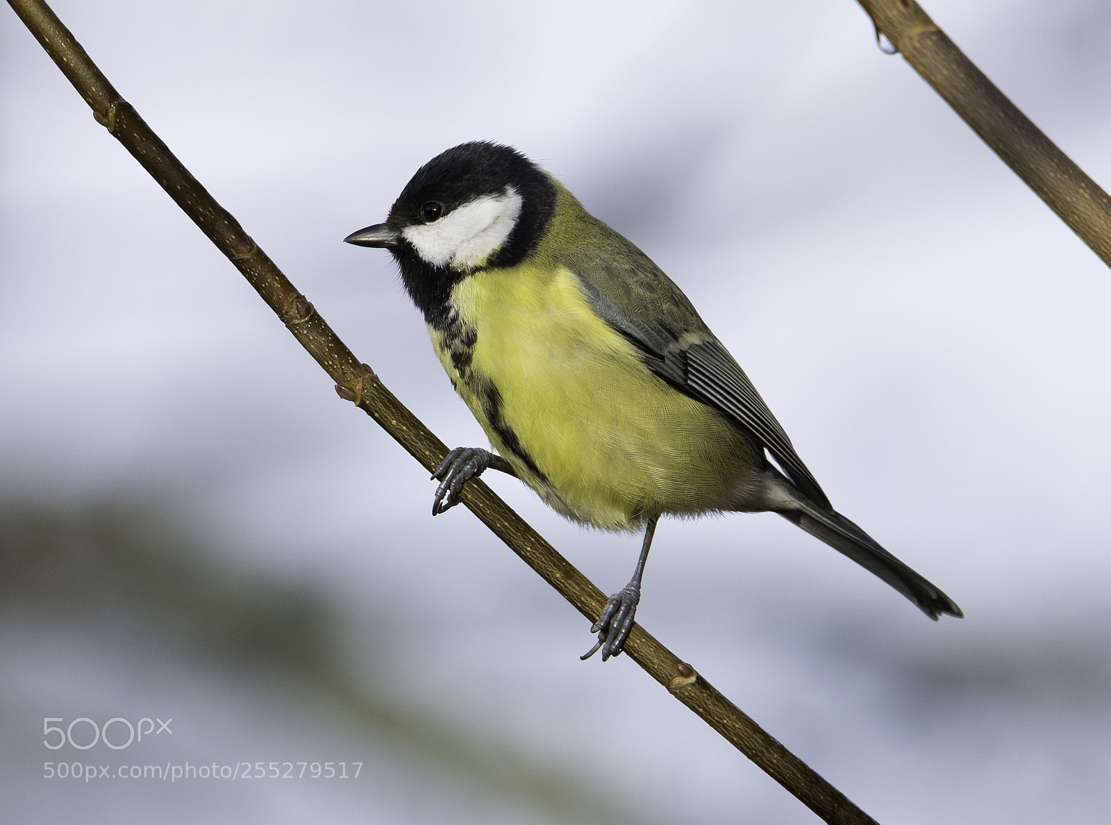 Nikon D5300 sample photo. Great tit talgoxe o photography