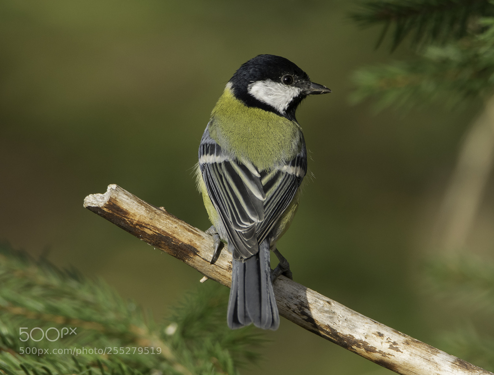 Nikon D5300 sample photo. Great tit talgoxe o photography