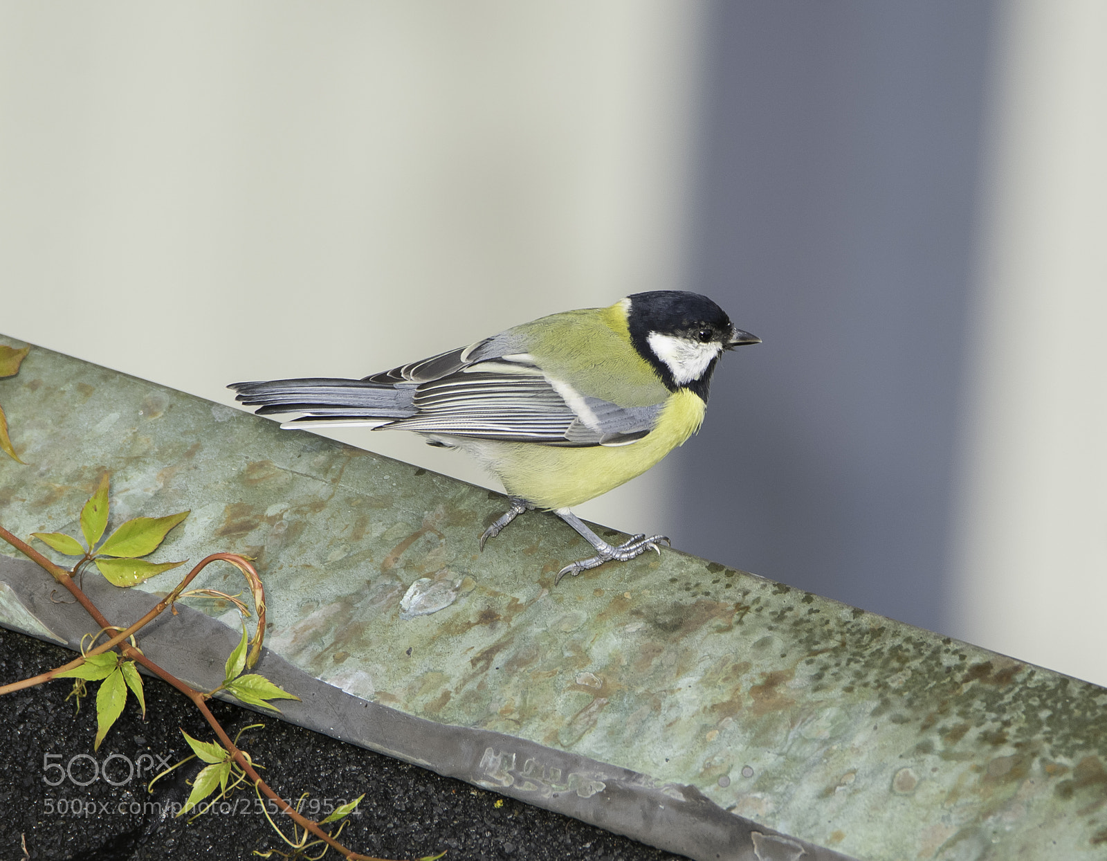 Nikon D5300 sample photo. Great tit talgoxe o photography