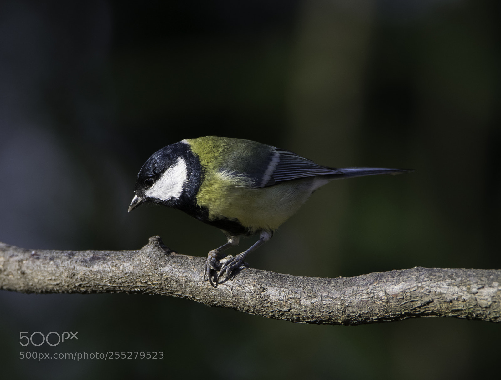 Nikon D5300 sample photo. Great tit talgoxe o photography