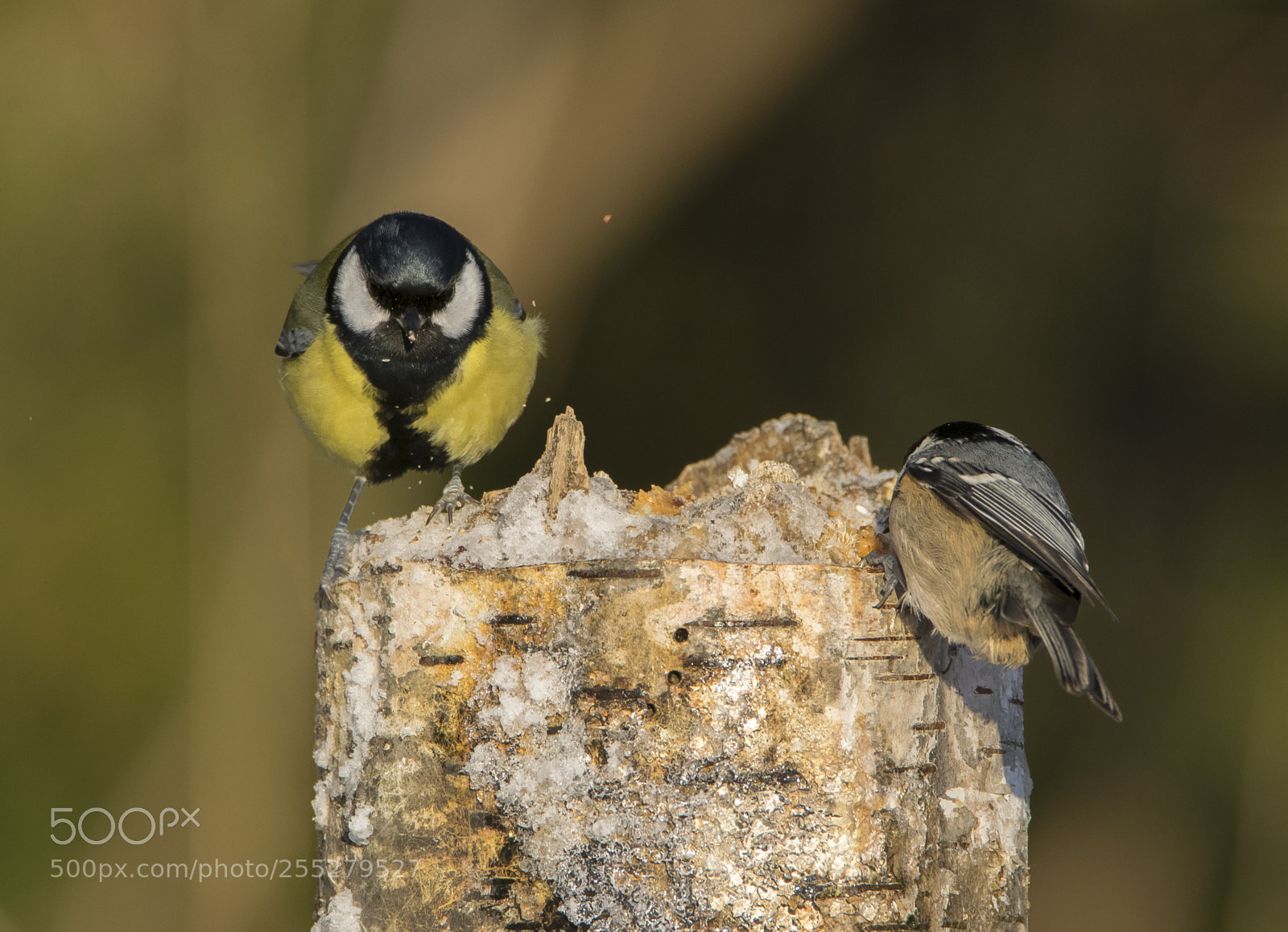 Nikon D5300 sample photo. Great tit talgoxe o photography