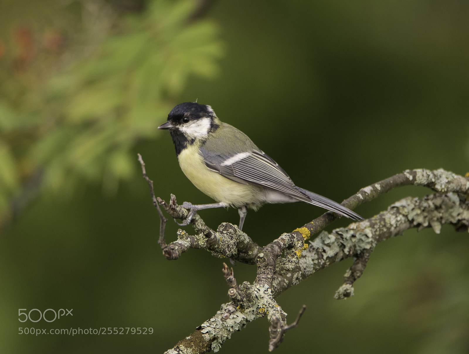 Nikon D5300 sample photo. Great tit talgoxe o photography