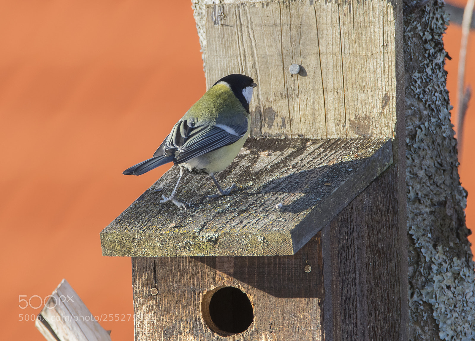Nikon D5300 sample photo. Great tit talgoxe o photography