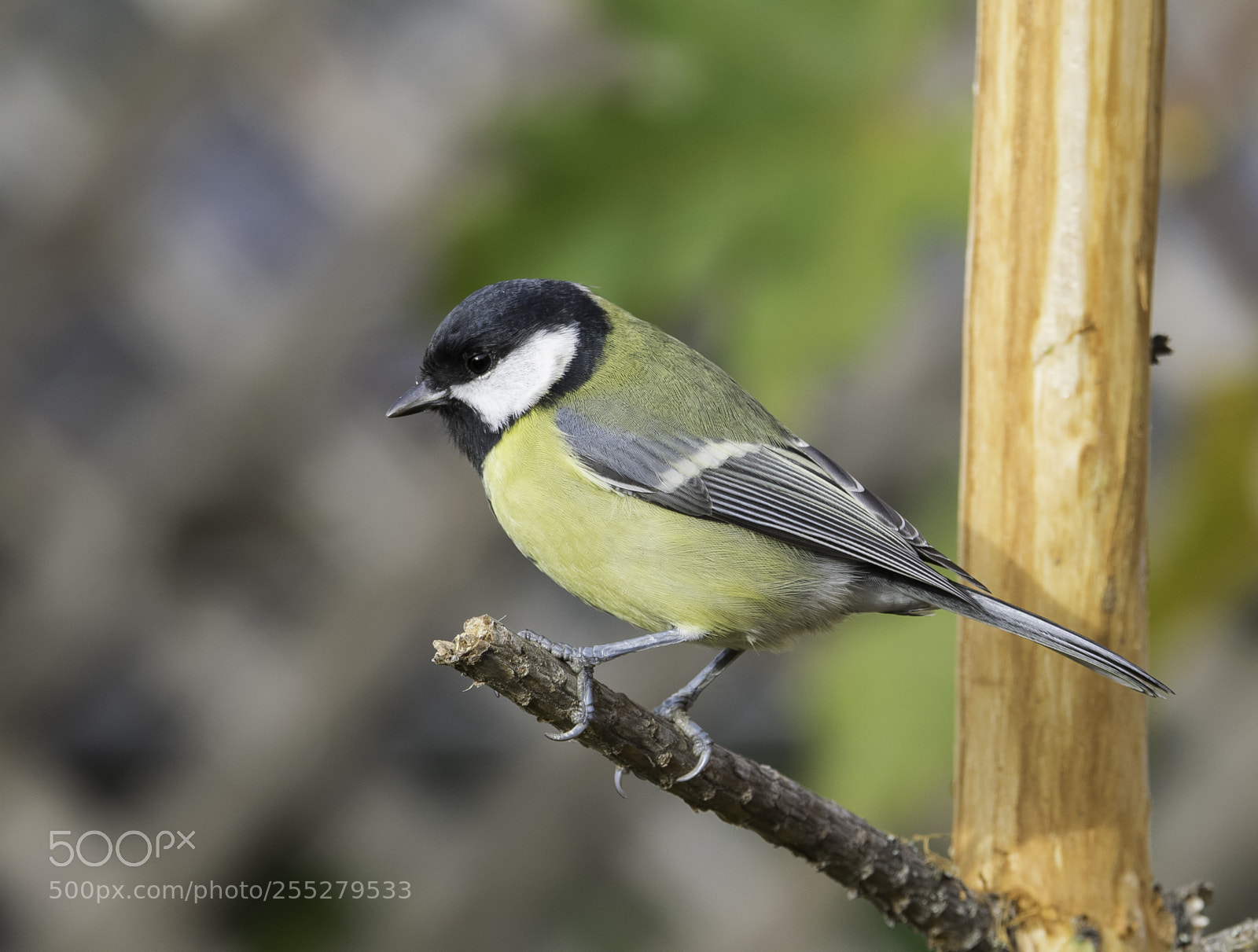 Nikon D5300 sample photo. Great tit talgoxe o photography