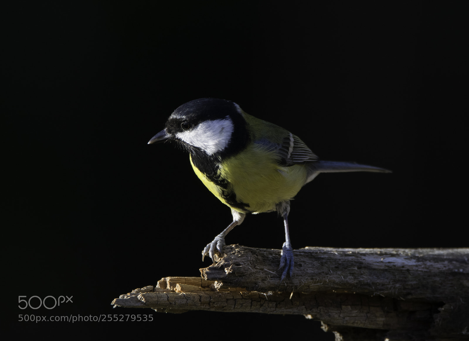 Nikon D5300 sample photo. Great tit talgoxe o photography