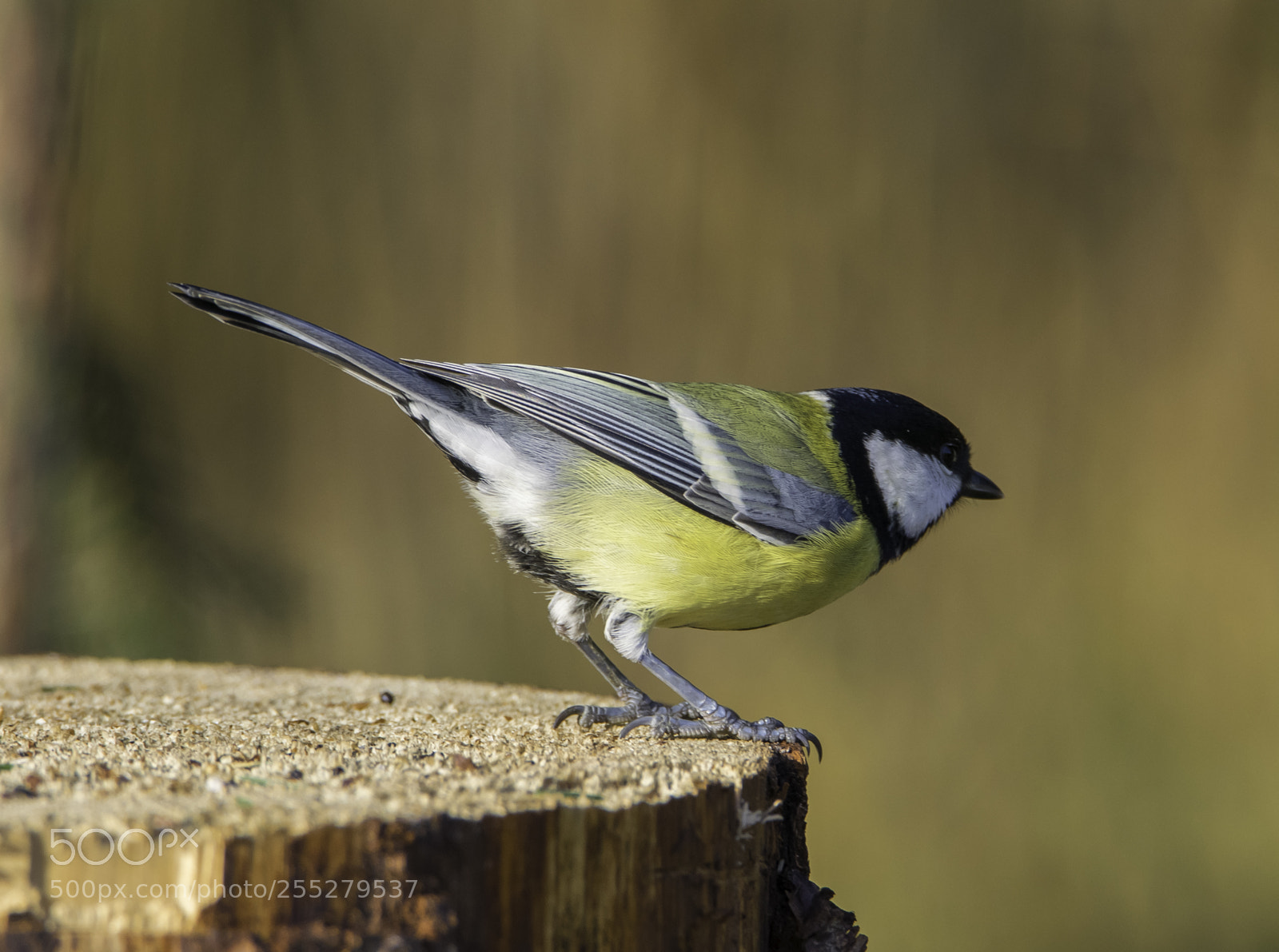 Nikon D5300 sample photo. Great tit talgoxe o photography