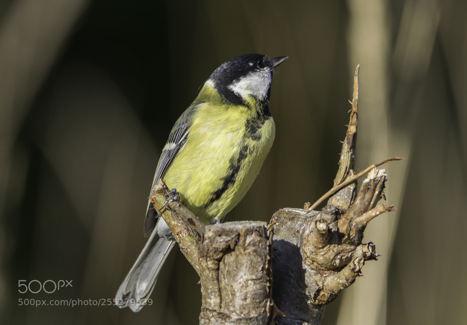 Nikon D5300 sample photo. Great tit talgoxe o photography