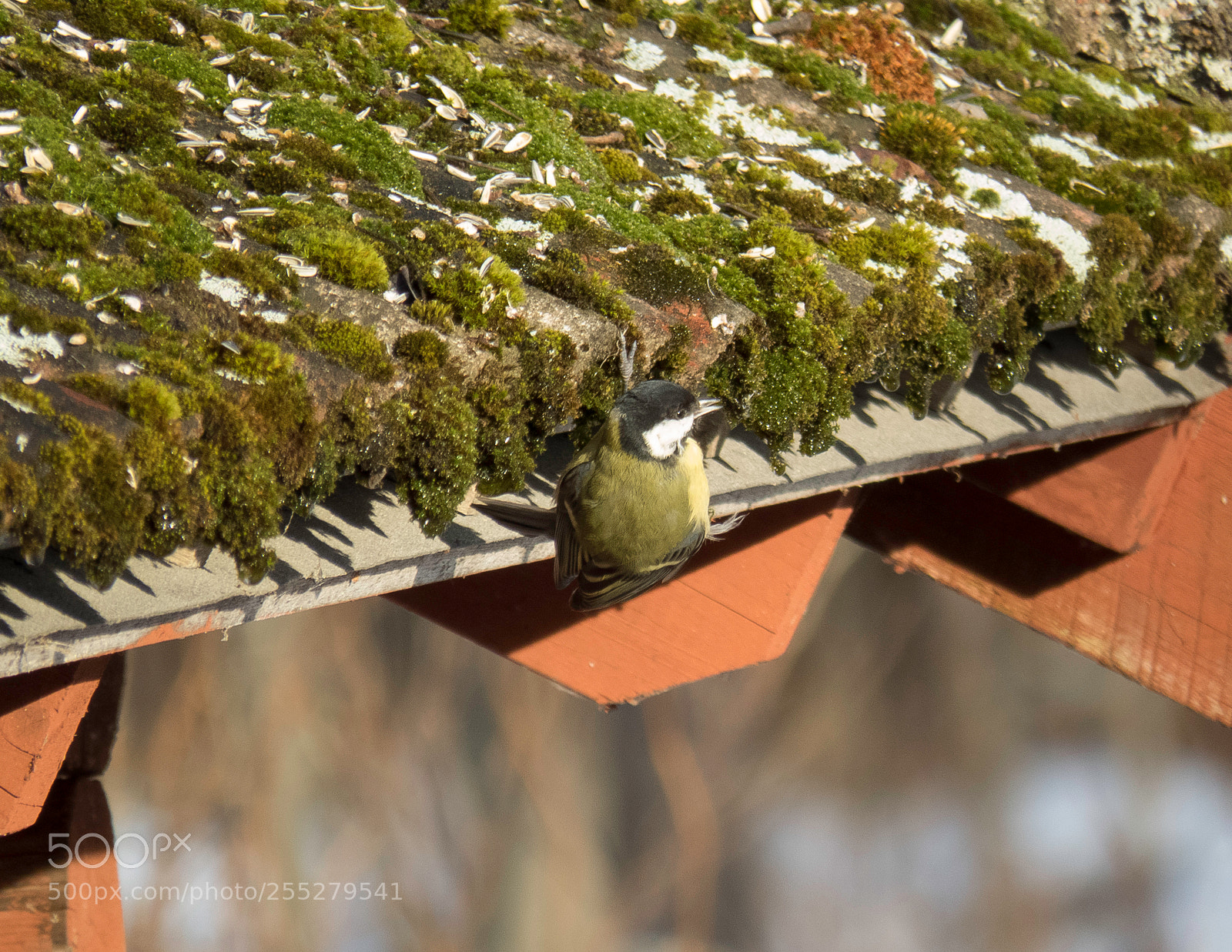 Canon PowerShot SX60 HS sample photo. Great tit talgoxe o photography