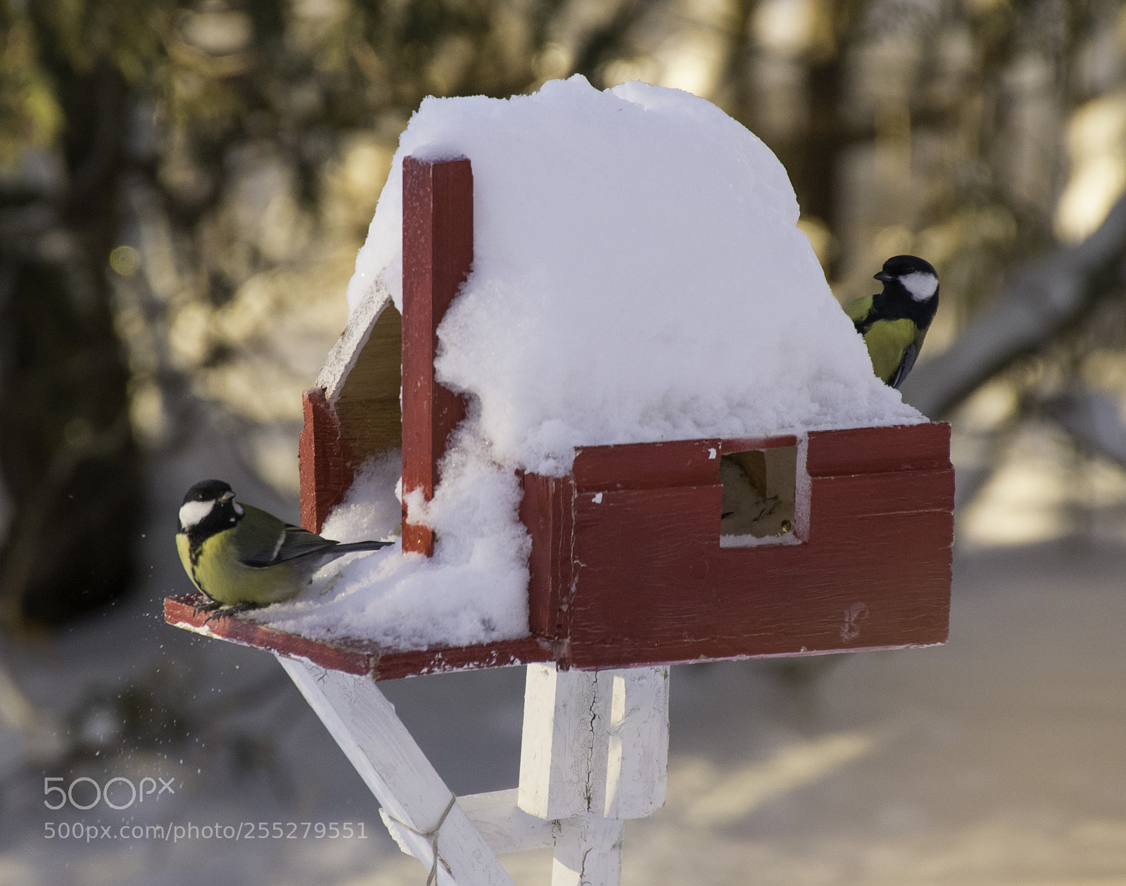Nikon D5300 sample photo. Great tit talgoxe o photography