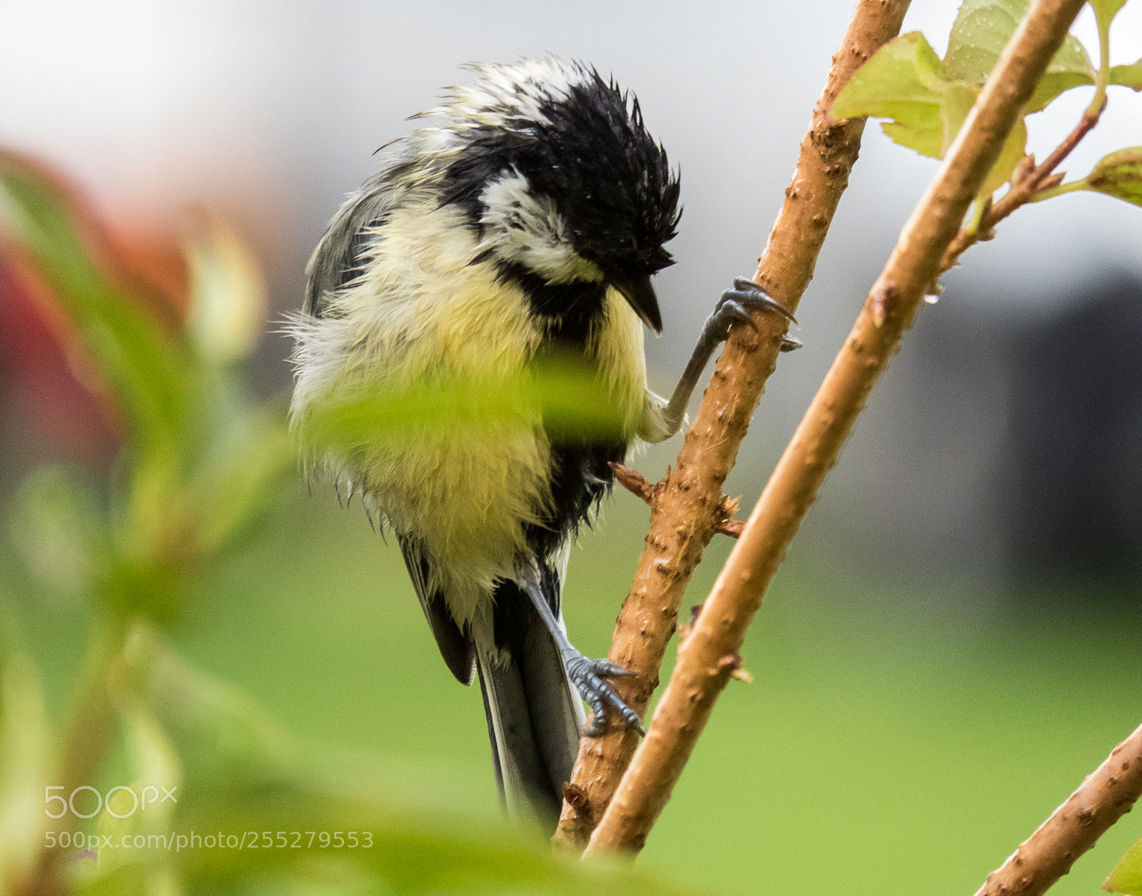 Canon PowerShot SX60 HS sample photo. Great tit talgoxe o photography