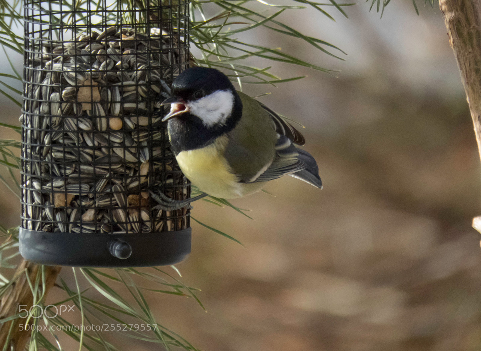 Canon PowerShot SX60 HS sample photo. Great tit talgoxe o photography