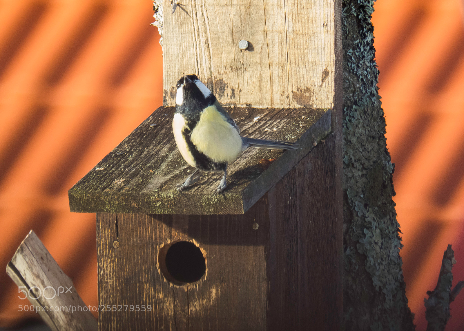 Canon PowerShot SX60 HS sample photo. Great tit talgoxe o photography