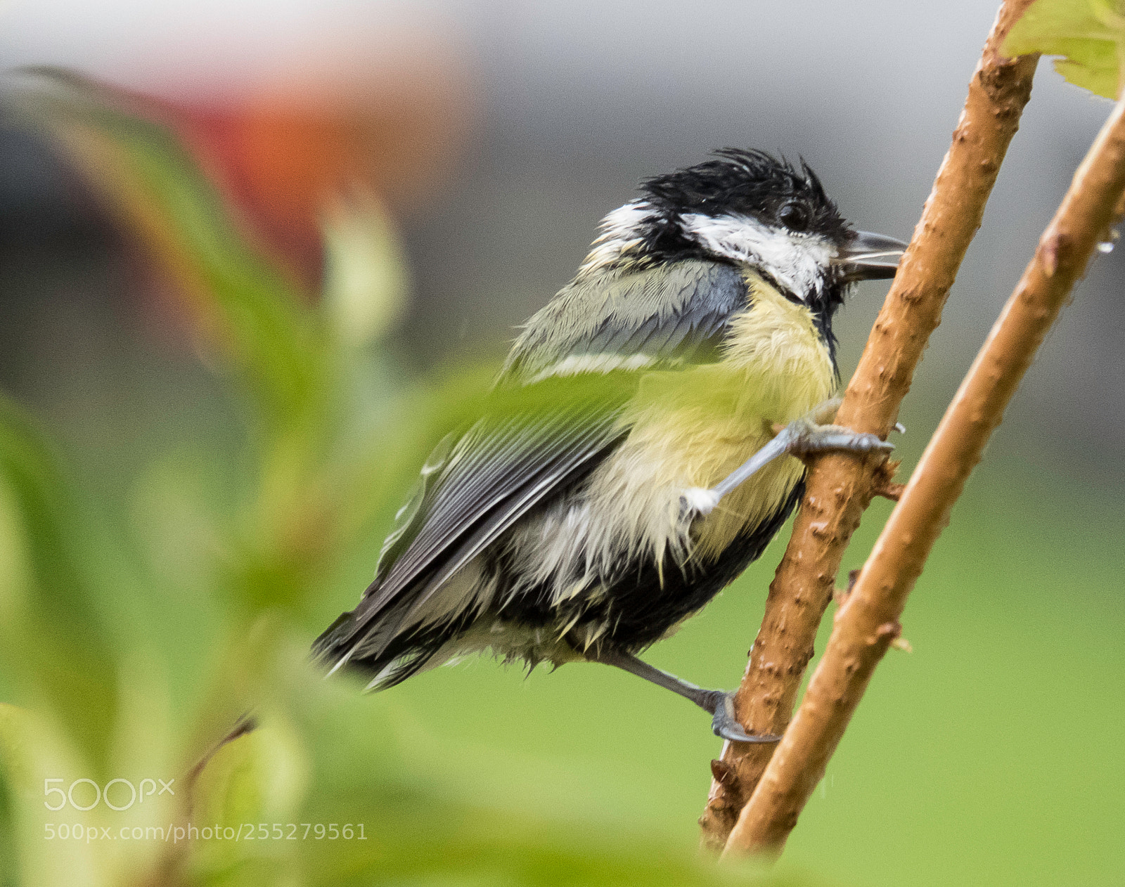 Canon PowerShot SX60 HS sample photo. Great tit talgoxe o photography